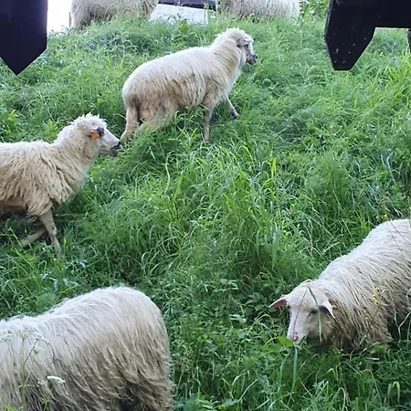 Homole E6 Szczawnica